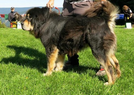 RAMON Henriet´s garden,(ARISSA x VIJAY)